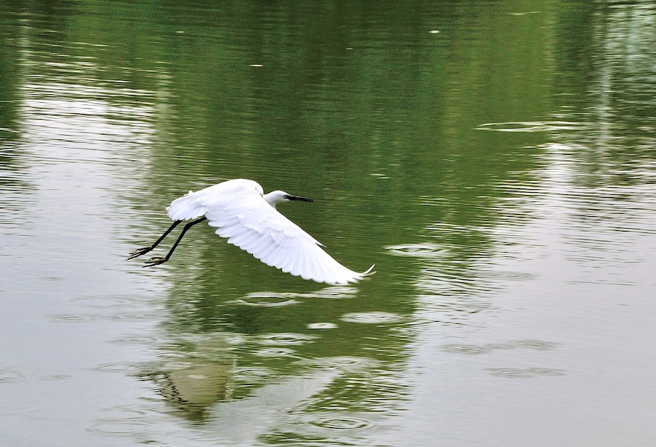 Garzetta o piccolo airone bianco?